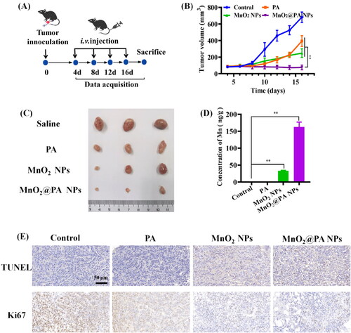 Figure 7. In vivo antitumor efficacy evaluation of PA, MnO2 NPs and MnO2@PA NPs oligomer in 143B tumor-bearing mice. A: The dosage frequency of therapeutics after tumor inoculation. Mice received 20 mg/kg of PA, MnO2 NPs or MnO2@PA NPs. B: The tumor growth curves after i.v. injection of PA, MnO2 NPs, and MnO2@PA NPs oligomer. The data were shown as mean ± SD, **p < .01 vs. PA group and MnO2 NPs group. C: The excised tumor images with PA, MnO2 NPs, or MnO2@PA NPs oligomer treatment. D: The contents of manganese in excised tumor. The data were shown as mean ± SD, **p < .01 vs. control group. E: TUNEL detection and immunohistochemistry assay for Ki67 in tumor tissues, (scale bar: 50 μm).