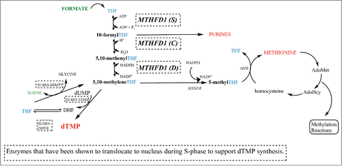 Figure 1. One-carbon metabolism in the cytoplasm and nucleus. The products of one-carbon metabolism, purines, thymidylate (dTMP) and methionine are shown in red. Sources of one-carbon units are shown in green. Formate generated in the mitochondria serves as the major source of one-carbon units for cytoplasmic and nuclear one-carbon metabolism. Serine is also a source of one-carbon units. Enyzmes that translocate to the nucleus during S-phase of the cell cycle are surrounded by dashed-line boxes. THF, tetrahydrofolate; dTMP, thymidylate; MTHFD1, methylenetetrahydrofolate dehydrogenase 1, (S) synthetase activity, (C) cyclohydrolase activity, (D) dehydrogenase activity; SHMT1, cytoplasmic serine hydroxymethyltransferase; TYMS, dTMP synthase; MTR, methionine synthase; AdoMet, S-adenosylmethionine; AdoHcy, S-adenosylhomocysteine; MTHFR, methylenetetrahdryfolate reductase.