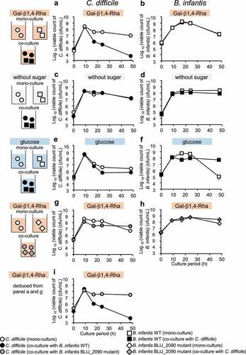 Figure 3. Growth inhibition of C. difficile by B. infantis in the presence of Gal-β1,4-Rha and the importance of BLIJ_2090 gene for the growth inhibition