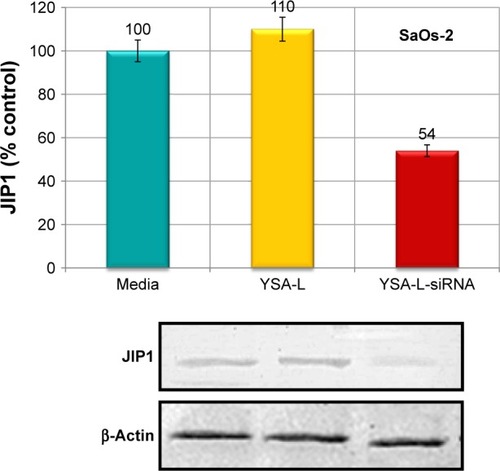 Figure 10 JIP1 expression levels in SaOs-2 cells transfected with media, YSA-L and YSA-L-siRNA for 24 h.Abbreviation: JIP1, JNK-interacting protein 1.