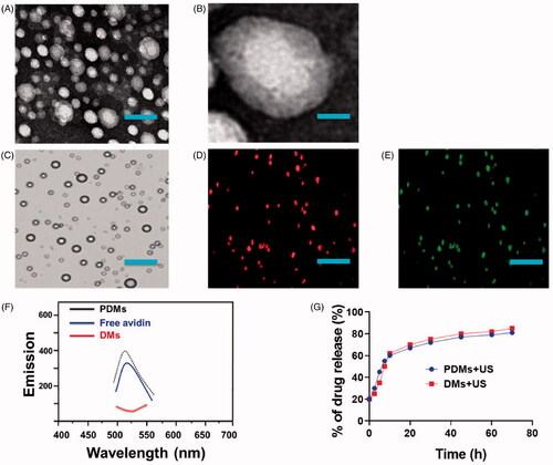 Figure 2. Microbubble characterization. A) SEM and B) TEM images of PDMs. Microbubble fluorescence and drug release characterization. C–E) PDM imaging was performed using CLSM as follows: bright field Aa., dylight488-avidin on PDMs (green fluorescence) Ab., encapsulated DOX in PDMs (red fluorescence) Ac. (scale bar = 25 μm). F) Fluorescence absorbance of PDMs. DMs and free avidin were examined to assess pembrolizumab conjugation efficiency. G) In vitro US-triggered DOX release from DMs and PDMs.