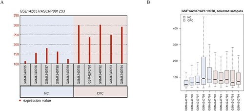 Figure 1. CircRNA_100920 was increased in CRC by using the bioinformatics analysis. A. Microarray data indicated that circRNA_100920 was significantly increased in CRC tissues. B. Box plots revealed normalized intensities from the cancerous and adjacent normal tissues.