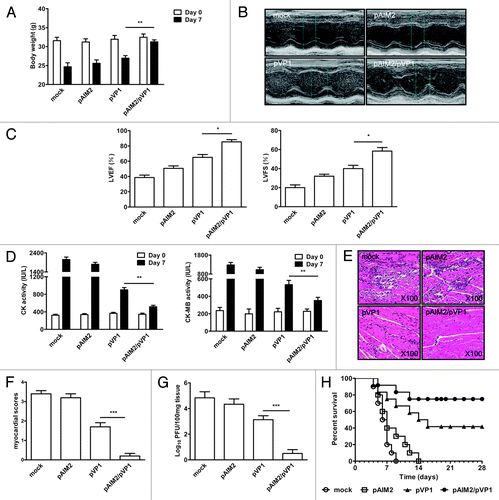 Figure 2. The protective effects against CVB3-induced acute myocarditis by co-immunization of chitosan-pAIM2 and chitosan-pVP1. Seven days after 3LD50 CVB3 challenge at week 2 after the last immunization, the protect effects were evaluated in mice. (A) Body weight loss. (B) Representative M-mode echocardiograms. (C) Left ventricular ejection fraction (LVEF) and left ventricular fractional shortening (LVFS) from echocardiographic data. (D) Serum CK, CK-MB activity. (E) The representative heart section was shown for each group (magnification: 100 ×). (F) Myocardial histopathological scores. (G) Viral titers in the heart tissues were measured by plaque assays. Data are from one representative experiment of 3 performed and presented as the mean ± SD (n = 10). *P < 0.05, **P < 0.01, ***P < 0.001. (H) The survival rate of mice was observed until day 28 following a lethal dose of CVB3 (5LD50) infection. Data are from one representative experiment of 3 performed and presented as the mean ± SD (n = 12). ***P < 0.001.