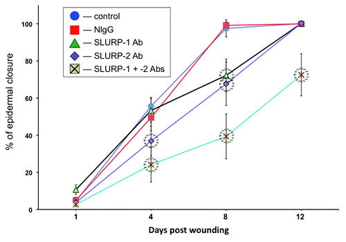 Figure 2. Anti-SLURP antibodies interfere with wound epithelialization. The excisional wounds in the skin of BALB/c mice were treated daily with microinjections of 10 μg/ml of anti-SLURP-1 or -2 antibodies or their mixture vs. 10 μg/ml of NIgG vs. plain saline (control) for the periods of time indicated in the graph. The wound epithelialization rate was measured as detailed in Materials and Methods. The percentage of epidermal closure was calculated as a ratio of the epithelialized to the initial wound area. Circles = p < 0.05 compared with control.