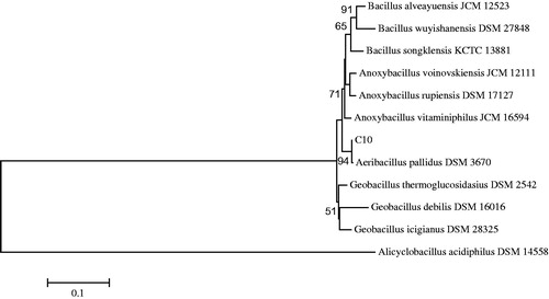 Figure 1. Neighbor-joining phylogenetic tree on the basis of 16S rRNA gene sequence data of the thermophilic bacteria. Alicyclobacillus acidiphilus DSM 14558 was used as out-group. Bootstrap values based on 1000 replications are listed as percentages at branching points. Only bootstrap values >50% are shown at nodes. The scale bar represented 1% divergence.