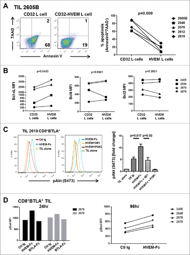 Figure 6. For figure legend, see page 10.Figure 6 (see previous page). BTLA ligation provides a prosurvival signal to TIL. (A) CD32+ L cells or CD32+HVEM+ L cells (HVEM L cells) were pulsed with 200 ng/mL OKT3 and cultured with TIL (1×106/mL) in the presence of 100 IU/mL IL-2. After 5 days, TIL were harvested and stained for CD8, Annexin V, and 7-AAD. The left dot plots show representative staining of a TIL line gated on CD8+ cells. The right graph shows the percentage of apoptosis among all lines tested. Statistical significance was determined using a Wilcoxon signed-ranked test. (B) Sorted CD8+ BTLA+ TIL were cultured with L cells as in (A) and stained for Bcl-xL, Bcl-6, and Bcl-2 after 5 d (n = 4). (C) TIL were sorted into CD8+BTLA+ and CD8+BTLA− subsets and stimulated for 2 h with 30 ng/mL OKT3 and 10 μg/mL HVEM-Fc (plate-bound) (HVEM-Fc+OKT3), 10 μg/mL anti-BTLA blocking antibody, 3B1 (HVEM-Fc+OKT3+3B1), and 10 nM PI3K inhibitor (GSK2126458) (HVEM-Fc+OKT3+PI3Ki). TIL cultured alone or with OKT3 and a control Ig were included as negative controls. TIL were immediately fixed with prewarmed Phosflow Fix buffer I for 10 min at 37°C, permeabilized with pre-chilled Phosflow Perm buffer III, and stained with pAkt (S473) for 30 min on ice. The left histograms show representative staining from TIL 2619. The right graphs show the fold change in percent pAkt expression normalized to the TIL-alone condition (set to 1; n = 3 TIL lines). Statistical significance was determined using a 2-tailed paired Student t test. (D) CD8+ BTLA+ TIL were cultured with 30 ng/mL OKT3 plus control Ig (Ctl Ig), OKT3 plus 10 μg/mL HVEM-Fc (HVEM-Fc), or OKT3 plus 10 μg/mL BTLA-Fc (BTLA-Fc) for 24 and 96 h. Cells were stained for the presence of pBad by intracellular flow cytometry as described in Methods.