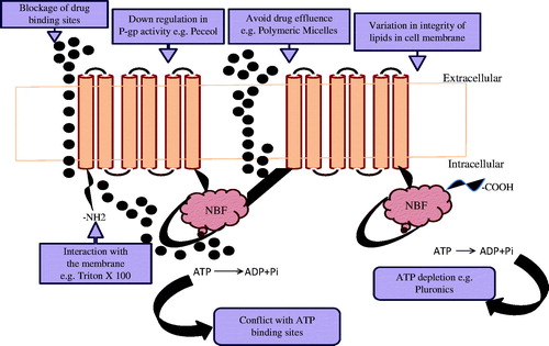 Figure 6. Mechanism undertaken for P-glycoprotein-mediated efflux for excipients (Bansal et al., Citation2009).