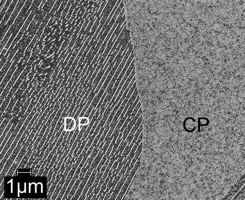 Figure 4. SEM micrograph showing the microstructure as developed in the Fe–1Cr–1Mo alloy upon nitriding at 580 °C for 504 h with a nitriding potential of 0.1 atm−½. The left part of the micrograph shows the lamellar microstructure: the CrMoN2-nitride lamellae (white) and the ferrite lamellae (dark grey) with small spherical (Cr,Mo)N x nitride particles (light gray) in the ferrite lamellae resulting by the DP reaction occurring upon prolonged nitriding (ageing). The right part of the micrograph shows the CP microstructure with relatively coarse (as compared to the initial stage of nitriding) (Cr½,Mo½)N¾ platelets due to pronounced coarsening as a result of the prolonged time at elevated temperature.