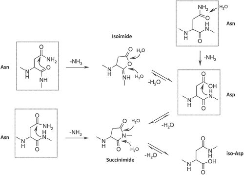 Figure 1. Asparagine deamidation and aspartic acid isomerisation pathway. Reproduced from Sydow JF et al. (2014).Citation46 (Creative Commons Attribution License).