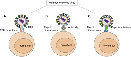 Figure 1 Oncolytic viral tropism altered by modification of viral surface proteins.