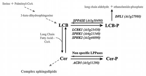 Figure 1 Metabolic pathways for LCB and Cer phosphorylation, dephosphorylation and degradation. ID for Arabidopsis genes encoding the characterized enzymes of the phosphosphingolipid metabolism are indicated.
