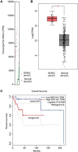 Figure 1 The transcriptional level of EEF1A1 is elevated in DLBCL and correlated with poor prognosis. (A and B) The transcriptional level of EEF1A1 was retrieved from GEPIA online database, showing significant enriched transcripts in DLBCLs than those in nontumorous normal lymph nodes. (C) The prognostic role of EEF1A1 transcripts on predicting DLBCL overall survival was evaluated by Kaplan–Meier method.