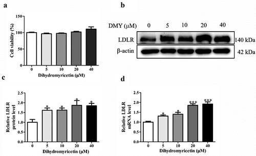Figure 1. DMY promoted LDLR expression in HepG2 cells. (a) cell viability (MTT assay) of HepG2 cells treated with DMY (5–40 μM) for 24 h. (b, c) Western blot analysis showing LDLR protein levels in HepG2 cells treated with DMY (5–40 µM) for 24 h. (d) LDLR mRNA levels (qRT-PCR) in HepG2 cells treated with DMY (5–40 µM) for 24 h. The values are expressed as means ± SEM (n = 3). *p < .05, **p < .01 and ***p < .001 compared with the control group. DMY, Dihydromyricetin. LDLR, low-density lipoprotein receptor.