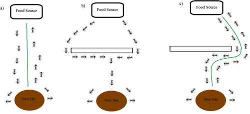 Figure 2. (a) Ants food-finding schematic; (b) Ants with an obstacle (starting problem); (c) Ants with an obstacle (best solution).