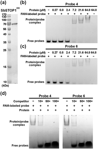 Figure 4. SbSTOP1 protein interacts with identified DNA sequences on SbGlu1 promoter tightly in vitro.(a) Purification of SbSTOP1DD protein (91–425 aa, containing dimerization domain and DNA-binding domain) from Escherichia coli cells. The protein purity was judged by SDS-PAGE. (b, c) Tight interaction between SbSTOP1 protein and FAM-labeled DNA in electrophoretic mobility shift assay (EMSA). A series of concentrations of SbSTOP1 proteins were mixed individually with FAM-labeled probe 4 (b) and FAM-labeled probe 6 (c), incubated at room temperature for 30 min, and then subjected to electrophoresis with a 4% native PAGE. (d) A competitive EMSA showing specific interaction of SbSTOP1 with FAM-labeled probe 4/probe 6 in the absence and presence of increasing amount of non-FAM-labeled probe as a competitor (10×, 50×, 100× in molar excess).