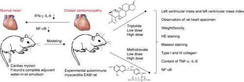 Figure 1 A schematic that depicts the two drugs, TP as a chemical drug and MTX as a natural drug, used in this study to reduce left ventricular remodeling of EAM from an immunological aspect.Abbreviations: EAM, autoimmune myocarditis; IFN, interferon; MTX, methotrexate; NF, nuclear factor; TNF-α, tumor necrosis factor-alpha; TP, triptolide.