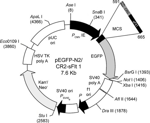 Figure 1 Construction map of the plasmid pEGFP-N2/CR2-sFlt 1.