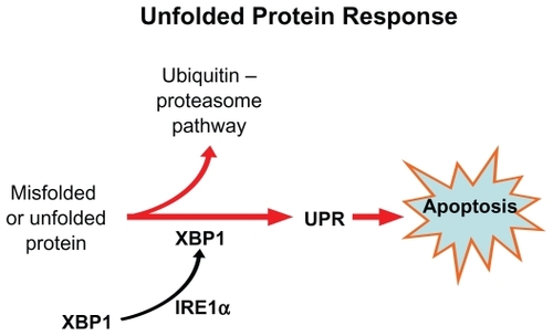 Figure 9 The unfolded protein response. If misfolded proteins accumulate in endoplastic reticulum, the sensing mechanism IRE1α activates the transcription factor XBP-1 via IRE 1 kinase. XBP-1, in turn, activates the unfolded protein response (UPR) and results in apoptosis.