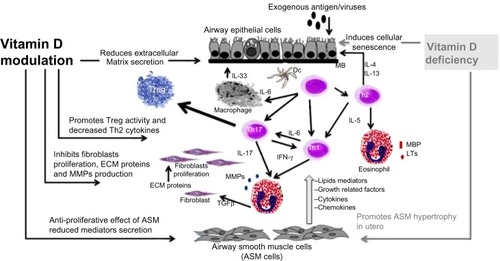 Figure 1 Potential pathways involving vitamin D in airway remodeling. Airway remodeling can be defined as changes in the composition, content, and organization of the cellular and molecular constituents of the airway wall. These structural changes include epithelial detachment, subepithelial fibrosis, increased ASM mass, goblet cell hyperplasia, mucous gland hyperplasia, and proliferation of blood vessels. Asthma exacerbation is triggered by allergens or viruses, inducing T-helper cell-driven inflammation and resulting in production of growth factors (TGF-β, TNF-α, and VEGF), profibrotic mediators (TGF-β, LTs, PG), MMPs, and ECM protein. Vitamin D insufficiency is associated with alteration in lung development, cellular senescence with inflammation and MMP release, and ASM hyperplasia. Potential beneficial effects of vitamin D are increasing Treg activity, improving innate immunity against viruses, decreasing release of induced mediators, and decreasing production of LTs, PG, MMP, TNF-α and TGF-β, resulting in decreased subepithelial fibrosis and ASM hypertrophy.