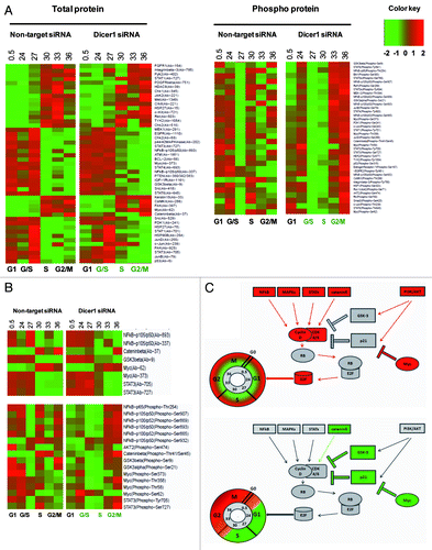 Figure 2. Dynamics of periodic proteins in Dicer1 competent (non-target siRNA) and Dicer1 depleted (Dicer1 siRNA) HACAT cells. (A) Heat maps depicting total protein (left) or phospho-protein levels (right) of 88 periodic genes. Each row represents data for the same protein. (B) Cluster of proteins that exhibited altered expression pattern in Dicer1-deficient cells. Expression levels are depicted as log2-fold change vs. mean expression. Low intensities are colored in green; high intensities are colored in red. Expression levels at each point in the time series were mapped onto a cell cycle timeline. The S and G2/M phases of the Dicer1 knockout timeline are given in green, indicating that Dicer1-depleted cells arrest at the G1/S-phase transition. (C) Network display: nodes are either colored in red, activators unresponsive to Dicer1 silencing; green, Dicer1 responsive repressors; or gray, constitutively associated proteins.