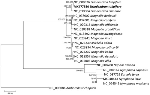 Figure 1. Neighbor joining (bootstrap repeat is 10,000) and maximum likelihood (bootstrap repeat is 1,000) phylogenetic trees of 14 Magnoliaceae, 4 Nymphaceae, and 1 Amborella complete chloroplast genomes: two Liriodendron tulifipera (MK477550 in this study and NC_008326), Liriodendron chinense (NC_030504), Magnolia alba (NC_037005), Magnolia cathcartii (NC_023234), Magnolia conifera (NC_037001), Magnolia denudata (NC_018357), Magnolia duclouxii (NC_37002), Magnolia grandiflora (NC_020318), Magnolia kobus (NC_023237), Magnolia kwangsiensis (NC_015892), Magnolia officinalis (NC_020316), Magnolia sinica (NC_023241), Michelia odora (NC_023239), Euryale ferox (NC_037719), Nuphar advena (NC_008788), Nymphaea capensis (NC_040167), Nymphaea lotus (MK040443), Nymphaea mexicana (NC_024542), and Amborella trichopoda (NC_005086). The numbers above branches indicate bootstrap support values of maximum likelihood and neighbor joining phylogenetic trees, respectively.