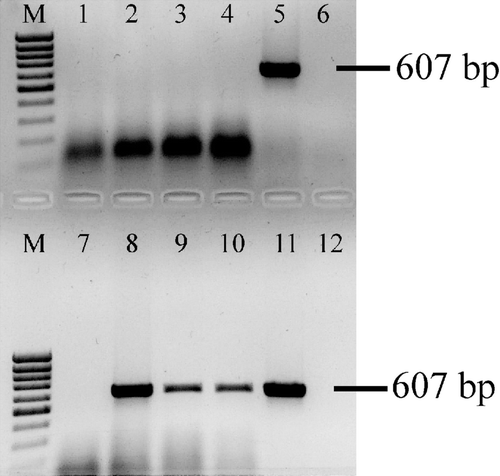 Figure 3.  AVN-specific amplicons visualized by agarose gel electrophoresis. Lane M, molecular weight marker; lanes 1 to 10, samples; lane 11, positive control; lane 12, negative control. Lanes 5, 8, 9 and 10 show the ANV-specific 607 base pairs (bp) product, while lanes 1, 2, 3, 4, 6 and 7 show no amplified product and were considered negative.