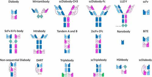 Figure 3. Schematics of 2-chained and single-chained antibodies rendered in abYdraw. The AbML to generate these images is included in Supplementary File 2.