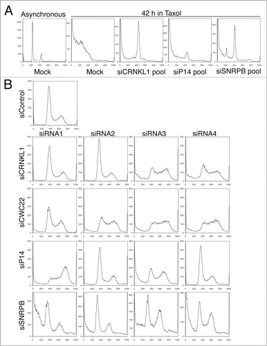 Figure 1. Spliceosome depletion induces cell cycle defects. (A) HeLa cells were transfected with the indicated siRNA pools (4 siRNAs per pool). Taxol (200 nM) was added at 24 h after transfection. Samples were collected after 42 h in taxol. DNA content histograms obtained by flow cytometry using propidium iodide (PI) staining are shown. A sample histogram of an asynchronously growing culture is shown as comparison (left). (B) Cell cycle analysis after spliceosome depletion. Cells were transfected with the individual indicated siRNAs, grown asynchronously, collected 48 h after transfection and analyzed by flow cytometry. The DNA content histograms obtained by PI staining are shown.