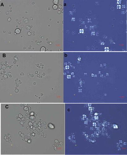 Figure 5. Optical (A–C) and polarized light (a–c) micrographs of sonicated jicama starch during different times. A, (a) control sample; B-C, b-c: sonicated samples; B, (b) 10 min; C, (c) 90 min.Figura 5. Micrografías ópticas (A-C) y luz polarizada (a-c) de almidón de jícama sonicados a diferentes tiempos. A, (a): muestra de control; B-C, b-c: muestras sonicadas: B, (b) 10 min; C, (c) 90 min.