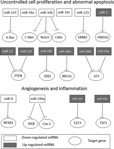 Figure 1. Ovarian cancer associated miRNAs and their target in uncontrolled cell proliferation, abnormal apoptosis, angiogenesis, and inflammation processes.
