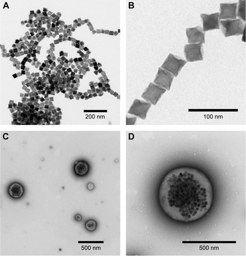Figure 2 TEM images of nanocubes and pMCNPs.Notes: (A) TEM image of NCs; (B) NCs had a uniform cubic shape and were 22 nm in diameter; (C) TEM image of pMCNPs; (D) a single pMCNP had several NCs in the core.Abbreviations: TEM, transmission electron microscopy; NCs, nanocubes; pMCNPs, pCNPs loaded with 22 nm iron oxide NCs.