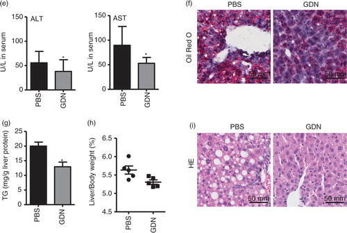 Fig. 4.  Oral administration of GDN protects alcohol-induced liver injury. (a) Real-time analysis of expression of different genes at 6 h in the livers of C57BL/6j male mice orally administered with GDN (50 mg in 200 µL PBS). The results represent the mean±SEM of 3 independent experiments. *p<0.05 (Student's t-test). (b) Male C57BL/6 mice were intravenously (b, 1st panel from left, 10 µg/mouse) or orally administered (b, 2nd and 3rd panels, 250 µg per mouse in 200 µL PBS) with IRDye-700DX covalent-conjugated GDN, and plasma were collected over 360 min, and scanned with a Li-CoR Scanner. Amount of GDN in plasma was calculated based on the standard curve made from IRDye-700DX labelled GDN (b, right panel). The results are presented as the mean of net intensity (sum intensity/area, n=5). (c) Quantification of GDN in the plasma. Male C57BL/6 mice were orally administered (250 µg per mouse in 200 µL PBS) IRDye-700DX covalent conjugated and DIR dye labelled GDN or PBS as a control. Plasma was collected 45 min after oral administration and diluted in PBS at 1:10 for ultracentrifugation at 150,000g for 2 h. The pellets were resuspended in PBS and scanned with a Li-CoR Scanner. Representative images are shown (left panel). Fold changes of intensity of fluorescent signal of GDN versus PBS-fed mice were calculated. Data (right panel) are the mean±SEM of 3 experiments (n=5). (d) Male C57BL/6 mice were fed with either regular diet (top and middle panels) or a liquid diet containing 5% ethanol daily (bottom panel) for 7 days. Mice fed with regular diet or ethanol diet were orally administered IRDye-700DX covalent conjugated and PKH67 double labelled GDN (250 µg per mouse in 200 µL PBS). Twelve hours after the administration, frozen sections of liver were examined by confocal microscopy for PKH67+/IRDye-700DX+ cells. Original magnification is 40× (first 4 columns from left) with enlargement of indicated area shown in the last columns. (e–i) Eight-week-old male C57BL/6j mice fed a liquid diet containing 5% ethanol daily for 7 days. Starting on day 7, mice were gavage-administered GDN (50 mg/day) or PBS as a control daily while continuing the feeding of the 5% ethanol diet until day 14. On day 14, mice were fed with 30% instead of 5% ethanol and gavaged with a last dose of GDN at 9 h post-ethanol administration. The mice were euthanized and assessed (n=5 mice per group) for (e) levels of ALT and AST in serum, (f) neutral triglycerides and lipids using Oil red stain, (g) liver triglyceride (TG), (h) ratios of liver/body weight and (i) H&E-stained sections of livers from mice pretreated with PBS or GDN. Original magnification 20×. Data (e, g–h) are the mean±SEM of 3 experiments (n=5). *p<0.05 (Student's t-test). Results (f, i) represent one of 3 independent experiments.