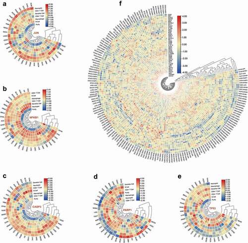 Figure 3. Interactions of the five hub genes’ expression and immune cell infiltration. Correlation heatmap of the expression of JUN (a), NFKB1 (b), CASP3 (c), PARP1 (d), TP53 (e), and immune cell infiltration across different cancers. (f) Correlation heatmap of the expression of the five genes and immune cells related gene markers across different cancers. The correlation values were normalized by row scale.