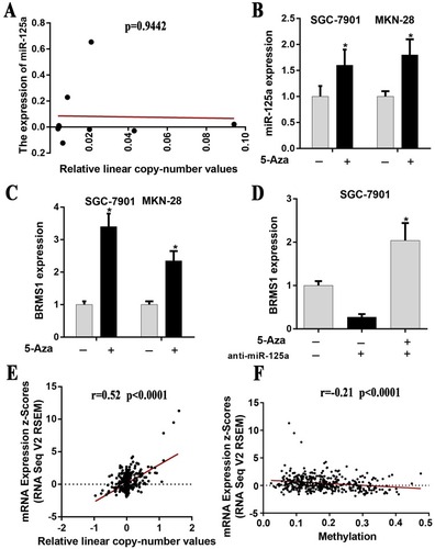 Figure 1 Evaluation of the potential mechanism of miR-125a and BRMS1 low expression in GC. (A) The relationship between CNV and miR-125a expression is not significant (P=0.9442). The data were downloaded from TCGA stomach carcinoma dataset. (B) Treatment with 5-Aza significantly increased miR-125a expression compared with untreated cells of SGC-7901 and MKN-28. (C) Treatment with 5-Aza significantly increased BRMS1 expression compared with untreated cells of SGC-7901 and MKN-28. (D) BRMS1 mRNA expression was analyzed by qRT-PCR after treatment with 5-Aza and/or anti-miR-125a in SGC-7901 cells. (E and F) The relationship between BRMS1 expression and CNV/DNA methylation presented a significant correlation (BRMS1 vs CNV: r=0.52, P<0.0001; BRMS1 vs DNA methylation: r=−0.21, P<0.0001). The data were downloaded from TCGA stomach carcinoma dataset. *P<0.05.