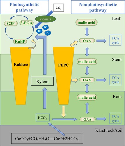 Figure 2. Hypothetical schematic model of PEPC and Rubisco response to bicarbonate in plants.Note: Bicarbonate uptake by plants via photosynthetic and nonphotosynthetic pathways under light, and only nonphotosynthetic pathway under dark. IC, inorganic carbon; RUBP, ribulose-1,5-bisphosphate; 3-PGA, 3-phosphoglycerate; G3P, glyceraldehyde 3-phosphate; OAA, oxaloacetic acid; TCA cycle, tricarboxylic acid cycle.