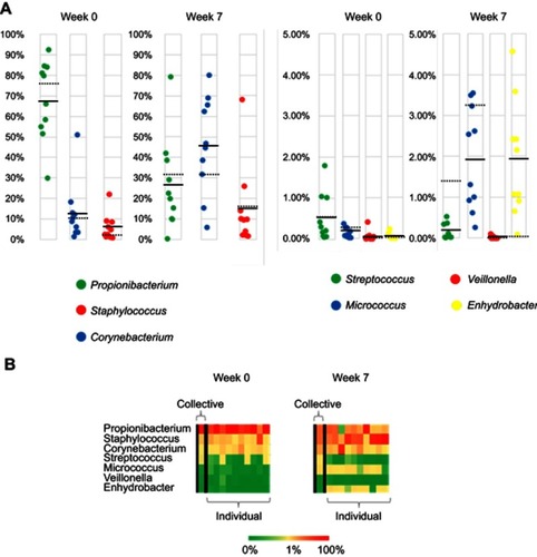 Figure 11 (A) Percent abundance of 7 phylotypes of bacteria at two collected time points as determined by BaseSpace 16S app for both individual and collective sampling. Each circle represents a single subject and the mean values are indicated by a solid black line. Dashed line is the value from collective sample. (B) Heat map of same 7 phylotypes with collective sample at left for both weeks 0 and 7.