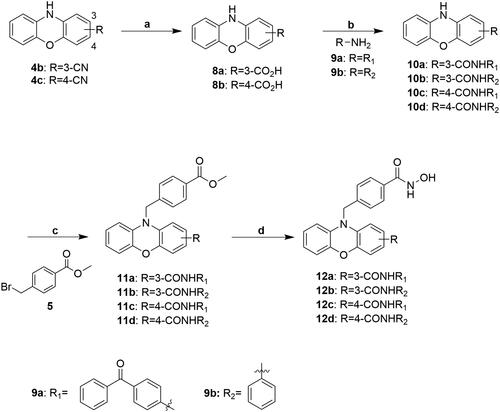 Scheme 3. Reagents and conditions: (a) 12 N HCl(aq), AcOH, Δ; (b) EDC, DMAP, DCM, RT; (c) NaH, DMF, RT; (d) i) TH MeOH, 0 °C; ii) 50%NH2OH(aq), NaOH, RT.