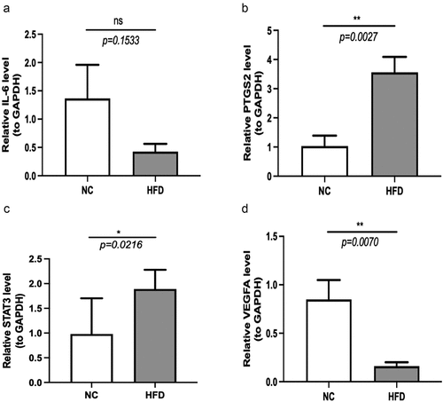 Figure 10. qRT-PCR assay. (a-d) the IL-6 (a), PTGS2 (b), STAT3 (c) and VEGFA (d) levels of SAT samples in mice in NC group and HFD group were detected by qRT-PCR. *, P < 0.05; **, P < 0.01. IL, interleukin; GAPDH, glyceraldehyde-3-phosphate dehydrogenase; ns, not significant; SAT, subcutaneous adipose tissue; NC, normal control; HFD, high fat diet; qRT-PCR, quantitative real-time polymerase chain reaction.