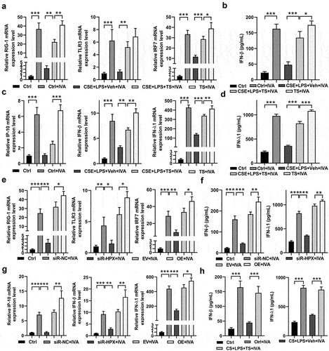 Figure 8. TS promoted IFN signaling and rescued impaired antiviral responses in human lung cells and COPD mice.