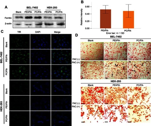 Figure 4 Ferritin expression, TfR upregulation and intracellular iron accumulation. (A) Western blotting assay of ferritin as the result of Fth expression regulated by the AFP promoter. Ferritin was overexpressed in AFP-positive BEL-7402 cells but not in AFP-negative HEK-293 cells. (B) The relative intensity of the Western blotting protein bands showed no significant differences between the PC/Fth and HMW PEI/Fth expression levels (n=3, P>0.05). (C) IF assay of TfR upregulation in the different groups. TfR was specifically expressed in transfected BEL-7402 cells (the fluorescence of the blank group was derived from a small amount of TfR originally expressed within tumor cells), but not in the HEK-293 cells regardless of whether they were transfected or not. Green fluorescence represents TfR, and blue fluorescence represents the cell nucleus. The scale bar represents 20 μm. (D) Prussian blue staining assay. Blue-stained particles representing accumulated iron were obvious within the transfected BEL-7402 cells treated with FAC (indicated by black arrows). Few blue granules were detected in the HEK-293 cells because of FAC supplementation. The blank and HMW PEI/Fth were employed as the negative and positive controls, respectively. The scale bar represents 50 μm.Abbreviations: TfR, transferrin receptor; Fth, ferritin heavy chain; IF, immunofluorescence; FAC, ferric ammonium citrate.