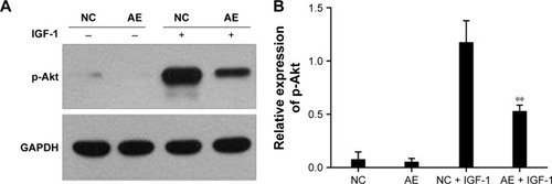 Figure 4 Effect of AIM2 expression on activation of the PI3K/Akt pathway in HCT116 cells.