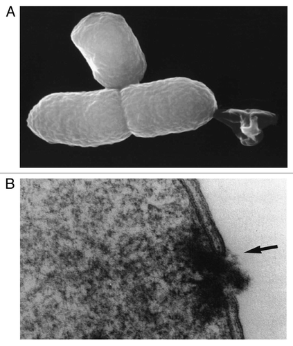 Figure 1 (A) Lysis tunnel formation and expulsion of the cytoplasmic contents—reproduced from Ebensen et al.Citation32 (B) Lysis tunnel formation, accompanied by the fusion of IM and OM (arrow)—reproduced from Witte et al.Citation16