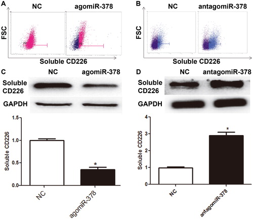 Figure 4. Expression of soluble CD226 in NK cells after regulation by miR-378. (A-B) Flow cytometric analysis of the expression of soluble CD226 in NK cells transfected with (A) agomiR-378 or (B) antagomiR-378. (C-D) Expression of soluble CD226 in NK cells transfected with (C) agomiR-378 or (D) antagomiR-378 determined by Western blotting. *, P < 0.05 compared with negative control (NC) group.