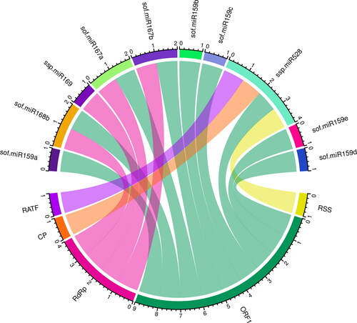 Figure 7. Circos plot representing consensual sugarcane miRNA-target interaction.