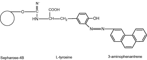 Figure 1. Schematic representation of the Sepharose-4B-l-tyrosine-3-aminophenantrene hydrophobic gel. l-Tyrosine by using saturated l-tyrosine solution in the same buffer was coupled to Sepharose-4B-l-tyrosine activated with CNBr. The functional group of l-tyrosine (–NH2) was covalently bound with Sepharose 4B by means of an amide bond. After that, l-tyrosine was attached to the activated gel as a spacer arm, and finally diazotized 3-aminophenantrene was clamped to the meta position of l-tyrosine molecule as ligand. In this way, Sepharose-4B-l-tyrosine-3-aminophenantrene hydrophobic interaction gel was obtained. The hydrophobic interaction chromatography column was equilibrated with 0.1 M Na2HPO4 buffer pH 8.00 including 1 M (NH4)2SO4.