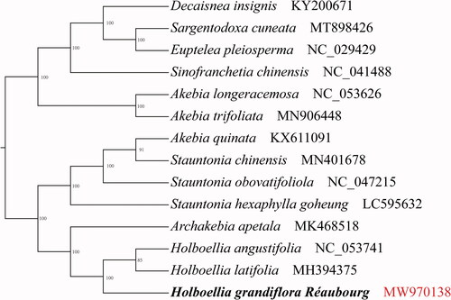 Figure 1. Phylogenetic tree showing the relationship between Holboellia grandifolia and 12 Lardizabalaceae species with Euptelea pleiosperma (NC029429) as an outgroup. Phylogenetic tree was constructed based on the complete chloroplast genomes using maximum likelihood (ML) with 1000 bootstrap replicates. Numbers in each the node indicated the bootstrap support values.