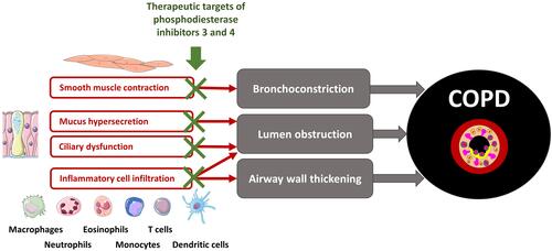 Figure 1 Simplified view of the main cellular targets of dual PDE3/4 inhibition relevant to COPD.