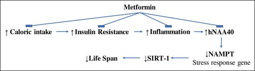 Figure 3 A proposed mechanism by which Metformin could be exerting its anti-aging properties. Insulin resistance and chronic food intake may lead to an increased inflammatory state present in T2DM which results in an increase in hNAA40 and reduction in NAMPT and SIRT-1. Metformin could be exerting its effect by reducing caloric intake, insulin resistance, and inflammation.