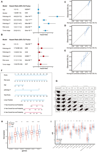 Figure 5 A nomogram was constructed based on 8 metabolic genes and determined that the two groups differed in the sensitivity of chemotherapy. (A) Univariate COX analysis results for clinical characteristics and risk score. (B) Multivariate COX analysis results for significant clinical characteristics and risk score. (C, D, E) Calibration curves for the nomograms predicting 1-3-5-year OS of CRC patients. (F) Nomogram was conducted of CRC patients with risk scores. (G) Correlation between risk scores and the immune checkpoint molecules. (H) Multiple immune checkpoint molecules of CRC grouped by risk score. (I) The sensitivity to chemotherapies of CRC grouped by risk score. *P<0.05; **P<0.01; ***P<0.001; ****P<0.0001.