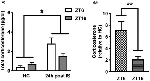 Figure 3. Basal CORT concentrations 24 h after stress during the light or dark phase. Rats received IS or no stress (HC) at ZT6 or ZT16 and were sacrificed 24 h later. (A) Absolute serum CORT concentrations (B) Fold increase in CORT concentrations relative to HC. Data are presented as mean ± SEM. **p ≤ .01, #p ≤ .0001.